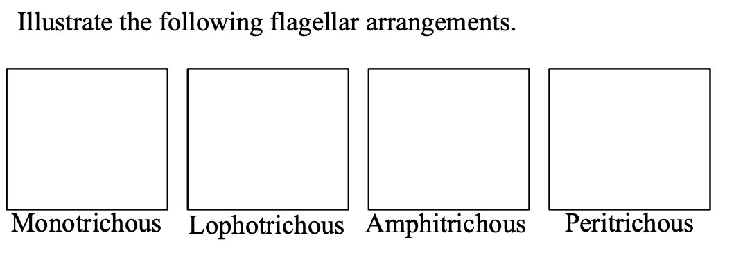 ## Flagellar Arrangements

### Illustrate the following flagellar arrangements.

**Monotrichous:**
A bacterium with a single flagellum located at one pole.

![Monotrichous](image-link)

**Lophotrichous:**
A bacterium with a cluster of flagella at one or both poles.

![Lophotrichous](image-link)

**Amphitrichous:**
A bacterium with a single flagellum or multiple flagella at both ends.

![Amphitrichous](image-link)

**Peritrichous:**
A bacterium with flagella distributed over the entire surface.

![Peritrichous](image-link)

Each arrangement type is significant in identifying bacterial species and their movement capabilities. 

1. **Monotrichous** flagellation aids in straightforward, directional movement. 
2. **Lophotrichous** flagellation offers powerful thrust in one direction. 
3. **Amphitrichous** flagellation enables bacteria to reverse direction swiftly.
4. **Peritrichous** flagellation allows for complex, tumbling movement and efficient navigation in liquid environments.

Understanding these patterns aids in microbiology studies, especially in examining bacterial behavior and motility.