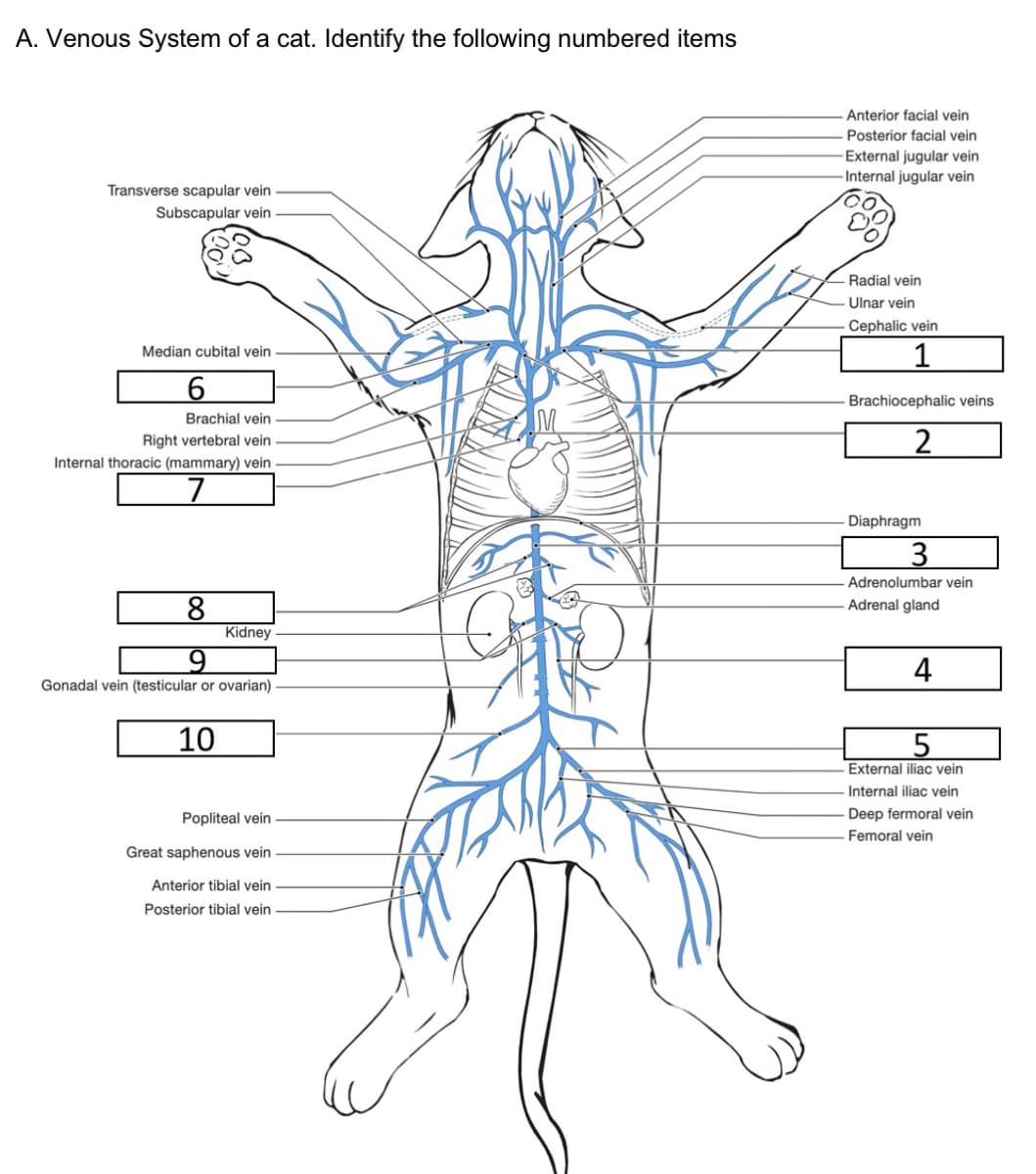 A. Venous System of a cat. Identify the following numbered items
Anterior facial vein
Posterior facial vein
External jugular vein
Internal jugular vein
Transverse scapular vein
Subscapular vein
Radial vein
Ulnar vein
Cephalic vein
1
Median cubital vein
6.
Brachiocephalic veins
Brachial vein
Right vertebral vein
Internal thoracic (mammary) vein
2
7.
Diaphragm
3
Adrenolumbar vein
8
Kidney
Adrenal gland
4
Gonadal vein (testicular or ovarian)
10
External iliac vein
Internal iliac vein
Popliteal vein
Deep fermoral vein
Femoral vein
Great saphenous vein
Anterior tibial vein
Posterior tibial vein
