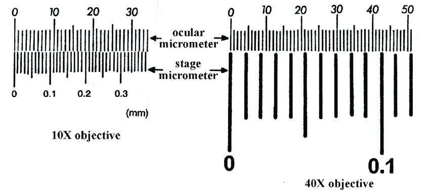 10
20
30
0 10
20 30 40
50
ocular
micrometer
stage
micrometer
0.1
0.2
0.3
(mm)
10X objective
0.1
40X objective
