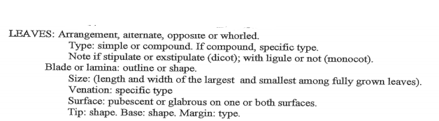 LEAVES: Arrangement, alternate, opposite or whorled.
Type: simple or compound. If compound, specific type.
Note if stipulate or exstipulate (dicot); with ligule or not (monocot).
Blade or lamina: outline or shape.
Size: (length and width of the largest and smallest among fully grown leaves).
Venation: specific type
Surface: pubescent or glabrous on one or both surfaces.
Tip: shape. Base: shape. Margin: type.
