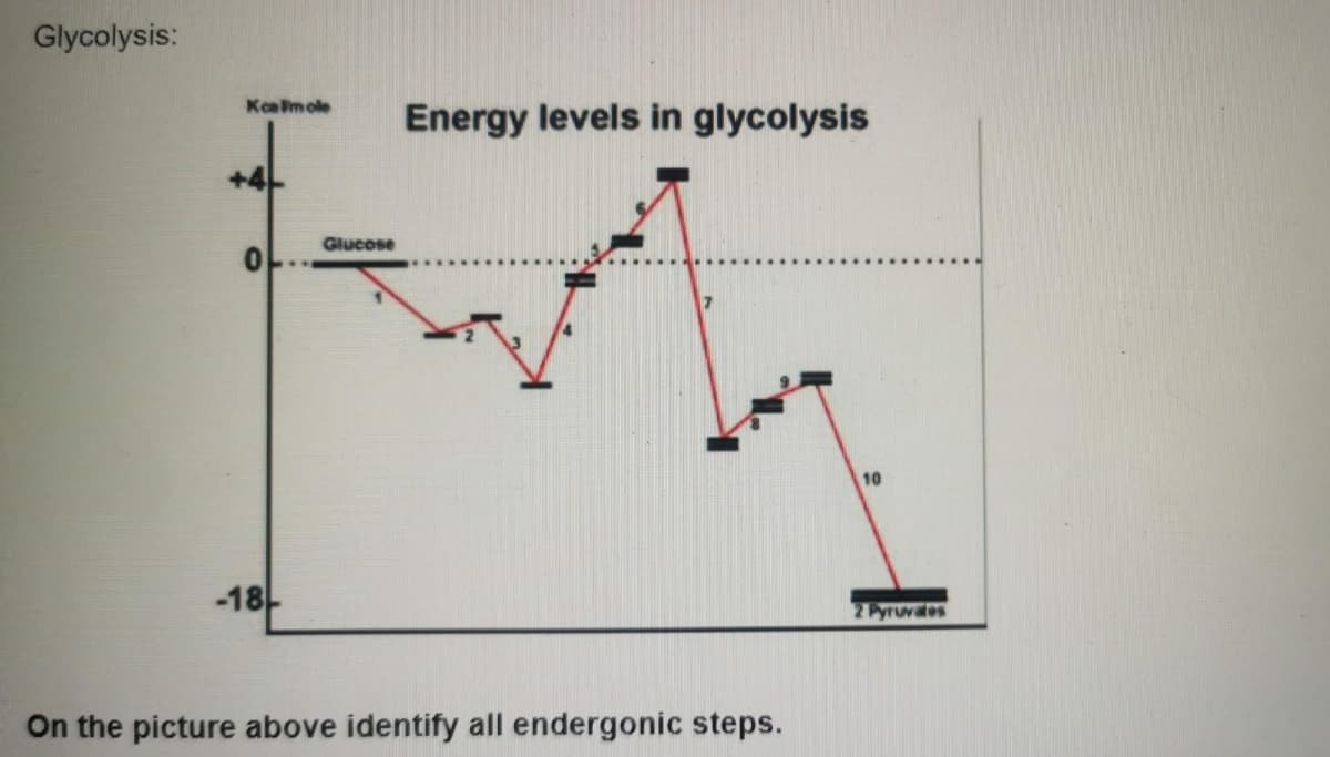 Glycolysis:
Kcalmole
0
-18
On the picture above identify all endergonic steps.
Glucose
Energy levels in glycolysis
10
2 Pyruvates