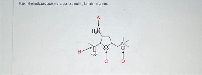 Match the indicated atom to its corresponding functional group.
A
H₂N
D