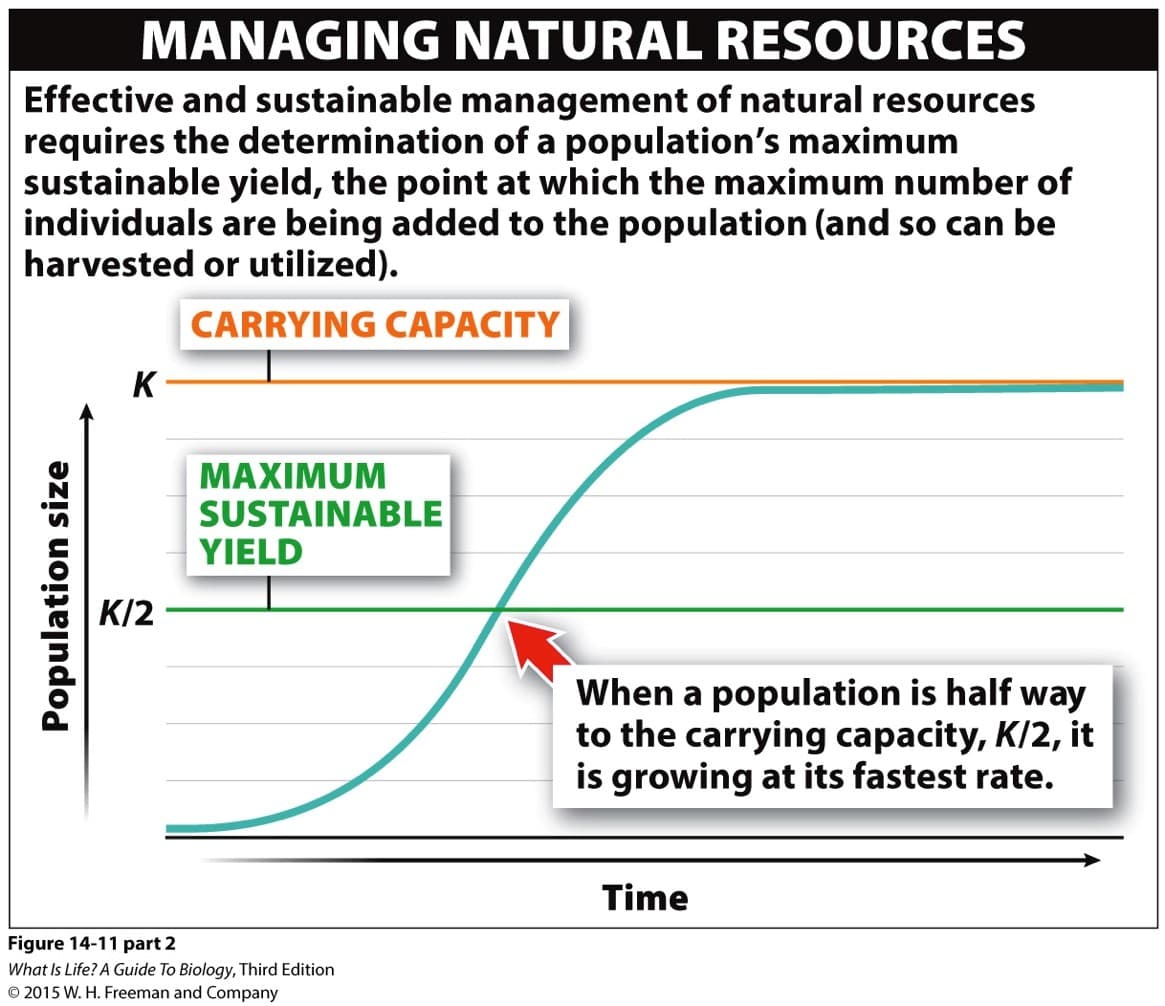 MANAGING NATURAL RESOURCES
Effective and sustainable management of natural resources
requires the determination of a population's maximum
sustainable yield, the point at which the maximum number of
individuals are being added to the population (and so can be
harvested or utilized).
CARRYING CAPACITY
K
MAXIMUM
SUSTAINABLE
YIELD
K/2
When a population is half way
to the carrying capacity, K/2, it
is growing at its fastest rate.
Time
Figure 14-11 part 2
What Is Life? A Guide To Biology, Third Edition
© 2015 W. H. Freeman and Company
Population size
