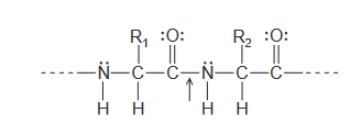 R, :0:
R2 :0:
-N-C-C-N-C–C-
1 I
нн
нн
