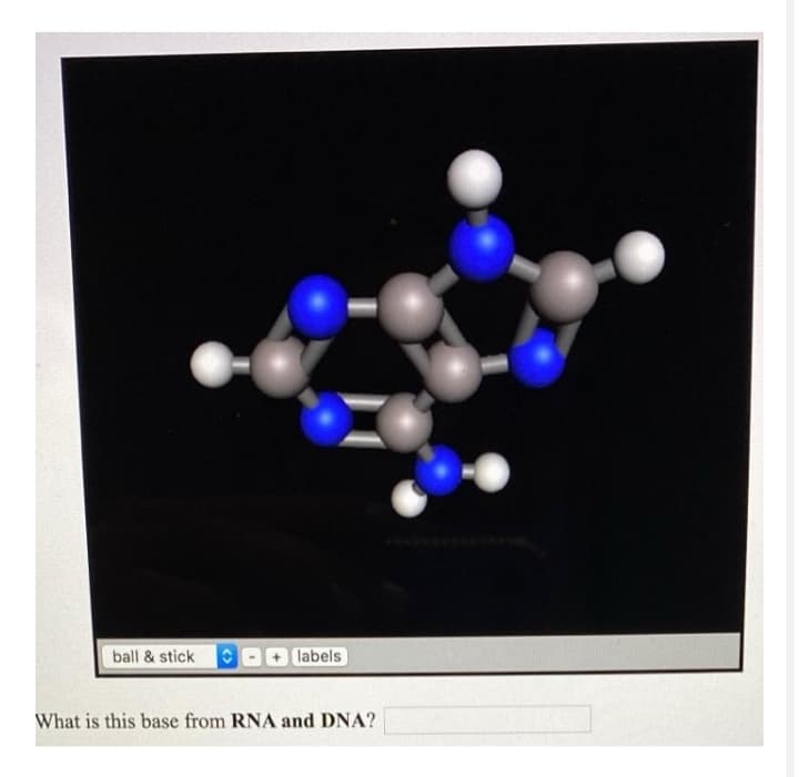 ball & stick
labels
What is this base from RNA and DNA?
