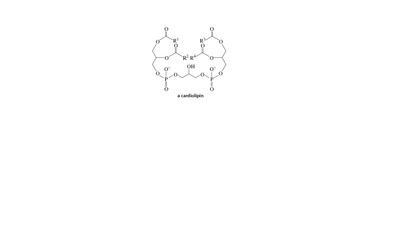 `R!
R-
`R² R+
O.
ОН
a cardiolipin
