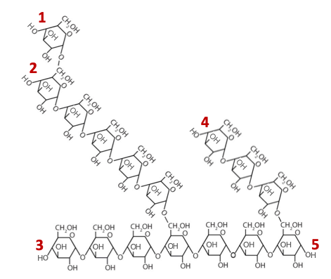 CH,OH
1
он
ÒH CH,OH
2
Hơ
CH,OH
4
OH
CH,OH
CH,OH
(OH
CH,OH
(OH
он
OH
CH,OH
CH,OH
5
он
CH,OH
CH,OH
OH
OH
CH,OH
OH
OH
CH,OH
OH
OH
CH,OH
он
CH,OH
OH
OH
OH
3 OH
OH
HO
Он
CH,OH
HO
OH
но
CH,OH
OH
он
он
