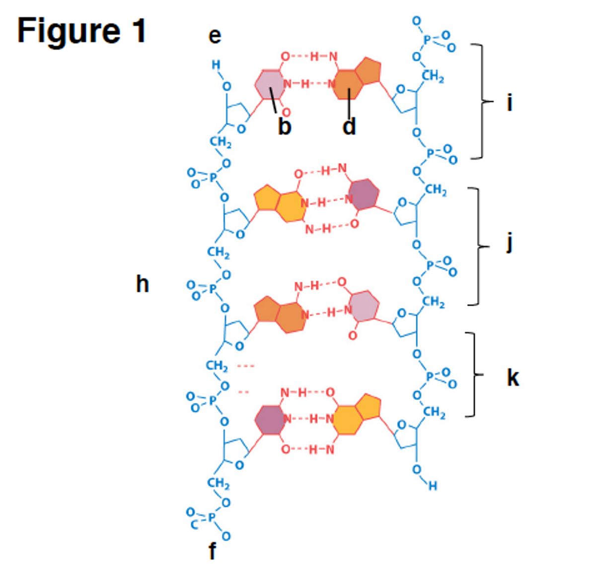 Figure 1
0---H-N
CH2
N-H---N
i
CH,
0---H-N
CH2
N-H---N
N-H---0
i
CH2
h
N-H- --Q
CH2
N---H-N
k
N-H---O
`CH2
N---H-N
0---H-N
CH2
f
