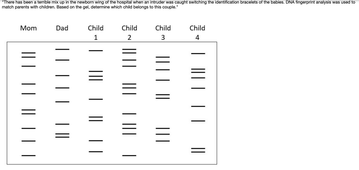 "There has been a terrible mix up in the newborn wing of the hospital when an intruder was caught switching the identification bracelets of the babies. DNA fingerprint analysis was used to
match parents with children. Based on the gel, determine which child belongs to this couple."
Mom
Dad
Child
Child
Child
Child
1
4
||
| || | ||
|| | | |
|||
I|| ||
| ||
|| |||
