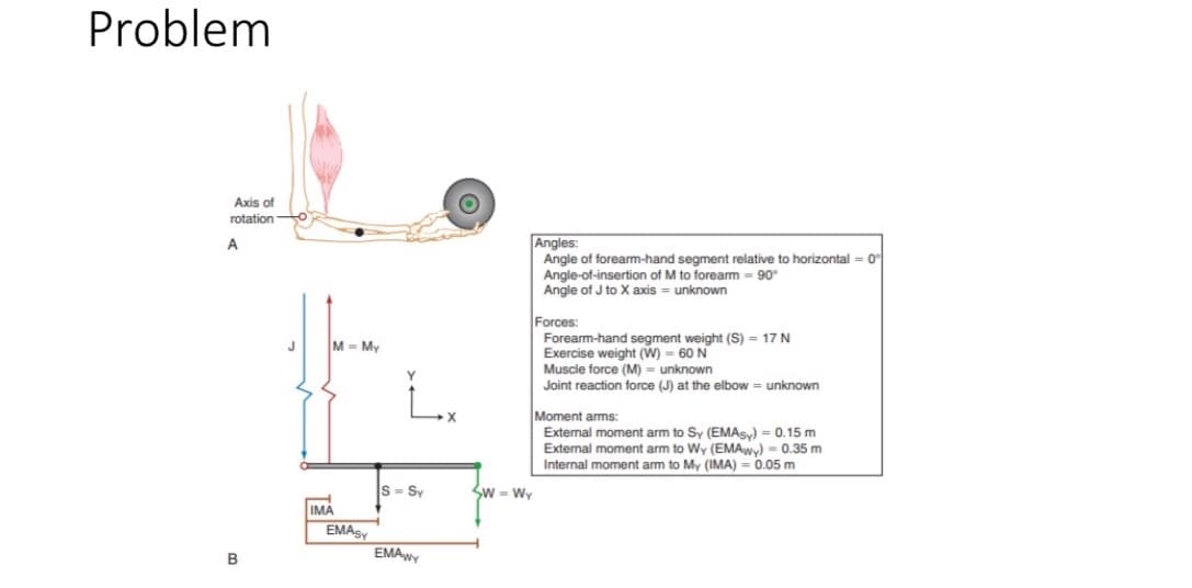 Problem
Axis of
rotation
Angles:
Angle of foream-hand segment relative to horizontal = 0
Angle-of-insertion of M to forearm = 90
Angle of J to X axis = unknown
A
Forces:
Forearm-hand segment weight (S) = 17 N
Exercise weight (W) = 60 N
J
M= My
Muscle force (M) = unknown
Joint reaction force (J) at the elbow = unknown
Moment arms:
External moment arm to Sy (EMAS) = 0.15 m
External moment arm to Wy (EMAWY) = 0.35 m
Internal moment arm to My (IMA) = 0.05 m
S - Sy
Sw = Wy
IMA
EMASY
EMAWY
