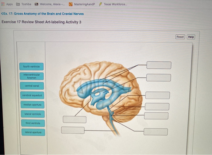 E Apps
Toshiba
B Welcome, Alexia -.
E MasteringAandP 4 Texas Workforce.
KEx. 17: Gross Anatomy of the Brain and Cranial Nerves
Exercise 17 Review Sheet Art-labeling Activity 3
Reset
Help
fourth ventricle
interventricular
foramen
central canal
cerebral aqueduct
median aperture
lateral ventricle
third ventricle
lateral aperture
