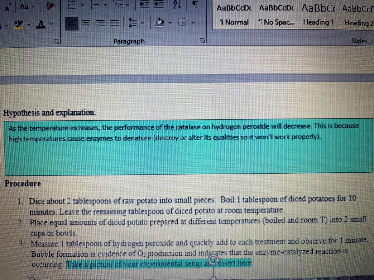 Aa ✓
M
IN
Procedure
Paragraph
>
AaBbCcDc AaBbCcD. AaBbC, AaBbCcL
T Normal T No Spac... Heading 1
Heading 2
Styles
Hypothesis and explanation:
As the temperature increases, the performance of the catalase on hydrogen peroxide will decrease. This is because
high temperatures cause enzymes to denature (destroy or alter its qualities so it won't work properly).
1. Dice about 2 tablespoons of raw potato into small pieces. Boil 1 tablespoon of diced potatoes for 10
minutes. Leave the remaining tablespoon of diced potato at room temperature.
2. Place equal amounts of diced potato prepared at different temperatures (boiled and room T) into 2 small
cups or bowls.
3. Measure 1 tablespoon of hydrogen peroxide and quickly add to each treatment and observe for 1 minute.
Bubble formation is evidence of O2 production and indicates that the enzyme-catalyzed reaction is
C
occurring. Take a picture of your experimental setup al insert here: