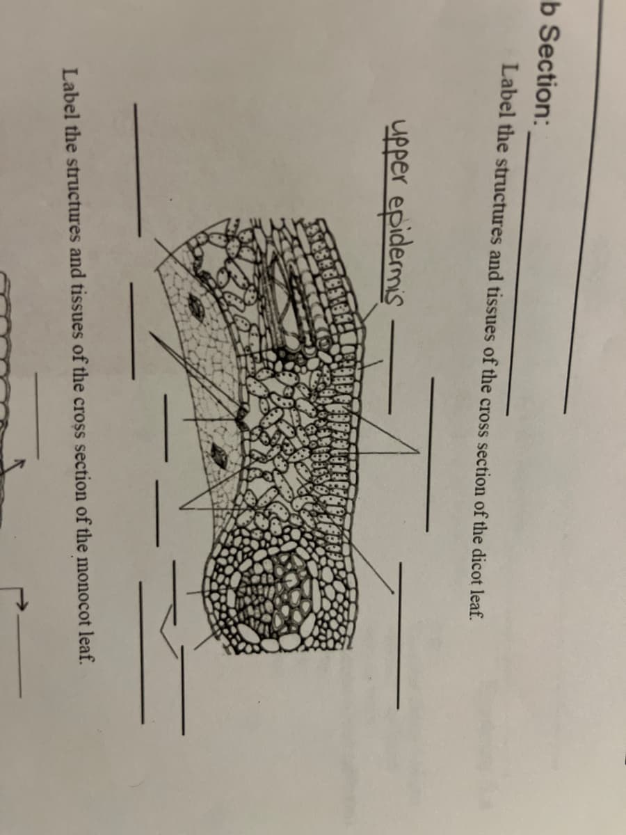 b Section:
Label the structures and tissues of the cross section of the dicot leaf.
upper epidermis
Label the structures and tissues of the cross section of the monocot leaf.