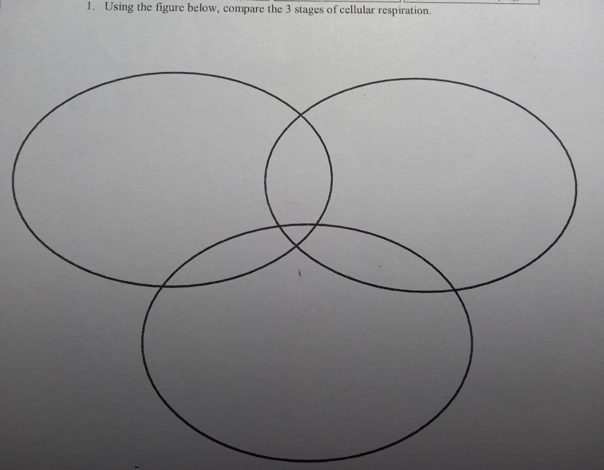 1. Using the figure below, compare the 3 stages of cellular respiration.
