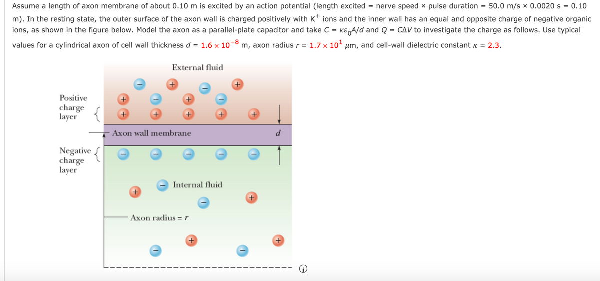 Assume a length of axon membrane of about 0.10 m is excited by an action potential (length excited = nerve speed x pulse duration =
50.0 m/s x 0.0020 s = 0.10
m). In the resting state, the outer surface of the axon wall is charged positively with K* ions and the inner wall has an equal and opposite charge of negative organic
ions, as shown in the figure below. Model the axon as a parallel-plate capacitor and take C = KE A/d and Q = CAV to investigate the charge as follows. Use typical
values for a cylindrical axon of cell wall thickness d = 1.6 x 10
-8
m, axon radius r = 1.7 x 10- um, and cell-wall dielectric constant K = 2.3.
External fluid
Positive
charge
layer
+
Axon wall membrane
d
Negative {
charge
layer
Internal fluid
Axon radius =r
