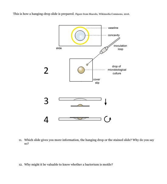 This is how a hanging-drop slide is prepared. Figure from Macedo, Wikimedia Commons, 2016.
2
3
4
slide
cover
slip
vaseline
concavity
drop of
microbiological
culture
CA
inoculation
loop
11. Which slide gives you more information, the hanging drop or the stained slide? Why do you say
so?
12. Why might it be valuable to know whether a bacterium is motile?