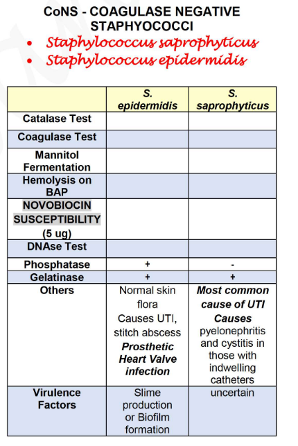 CONS - COAGULASE NEGATIVE
STAPHYOCOСІ
Staphylococcus saprophyticus
Staphylococcus epidermidis
S.
epidermidis
S.
saprophyticus
Catalase Test
Coagulase Test
Mannitol
Fermentation
Hemolysis on
ВАР
NOVOBIOCIN
SUSCEPTIBILITY
(5 ug)
DNASE Test
Phosphatase
+
Gelatinase
+
Others
Normal skin
Most common
flora
cause of UTI
Causes UTI,
Causes
pyelonephritis
and cystitis in
those with
indwelling
catheters
uncertain
stitch abscess
Prosthetic
Heart Valve
infection
Slime
production
or Biofilm
formation
Virulence
Factors
