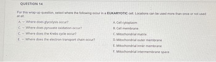 QUESTION 14
For this wrap-up question, select where the following occur in a EUKARYOTIC cell. Locations can be used more than once or not used
at all.
A. Where does glycolysis occur?
C. Where does pyruvate oxidation occur?
C. Where does the Krebs cycle occur?
E. Where does the electron transport chain occur?
A. Cell cytoplasm
B. Cell membrane
C. Mitochondrial matrix
D. Mitochondrial outer membrane
E. Mitochondrial inner membrane
F. Mitochondrial intermembrane space