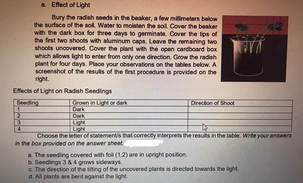 a. Effect of Light
Bury the radish seeds in the beaker, a few millimeters below
the surface of the soil. Water to moisten the soil. Cover the beakerWfo
with the dark box for three days to germinate. Cover the tips of
the first two shoots with aluminum caps. Leave the remaining two
shoots uncovered. Cover the plant with the open cardboard box
which allows light to enter from only one direction. Grow the radish
plant for four days. Place your observations on the tables below. A
screenshot of the results of the first procedure is provided on the
right.
Effects of Light on Radish Seedlings
Seedling
Grown in Light or dark
Dark
Direction of Shoot
Dark
Light
Light
Choose the letter of statement/s that correctly interprets the results in the table. Write your answers
in the box provided on the answer sheet.
a. The seedling covered with foil (1,2) are in upright position.
b. Seedlings 3 & 4 grows sideways.
c. The direction of the tilting of the uncovered plants is directed towards the light.
d. All plants are bent against the light.
S1234
