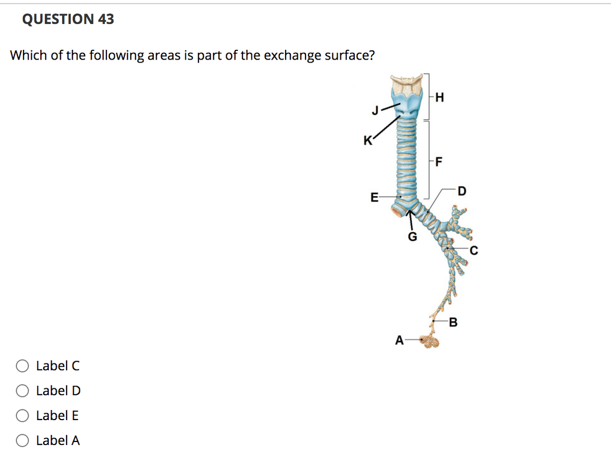 QUESTION 43
Which of the following areas is part of the exchange surface?
-F
D
E-
B
A
O Label C
O Label D
O Label E
O Label A
