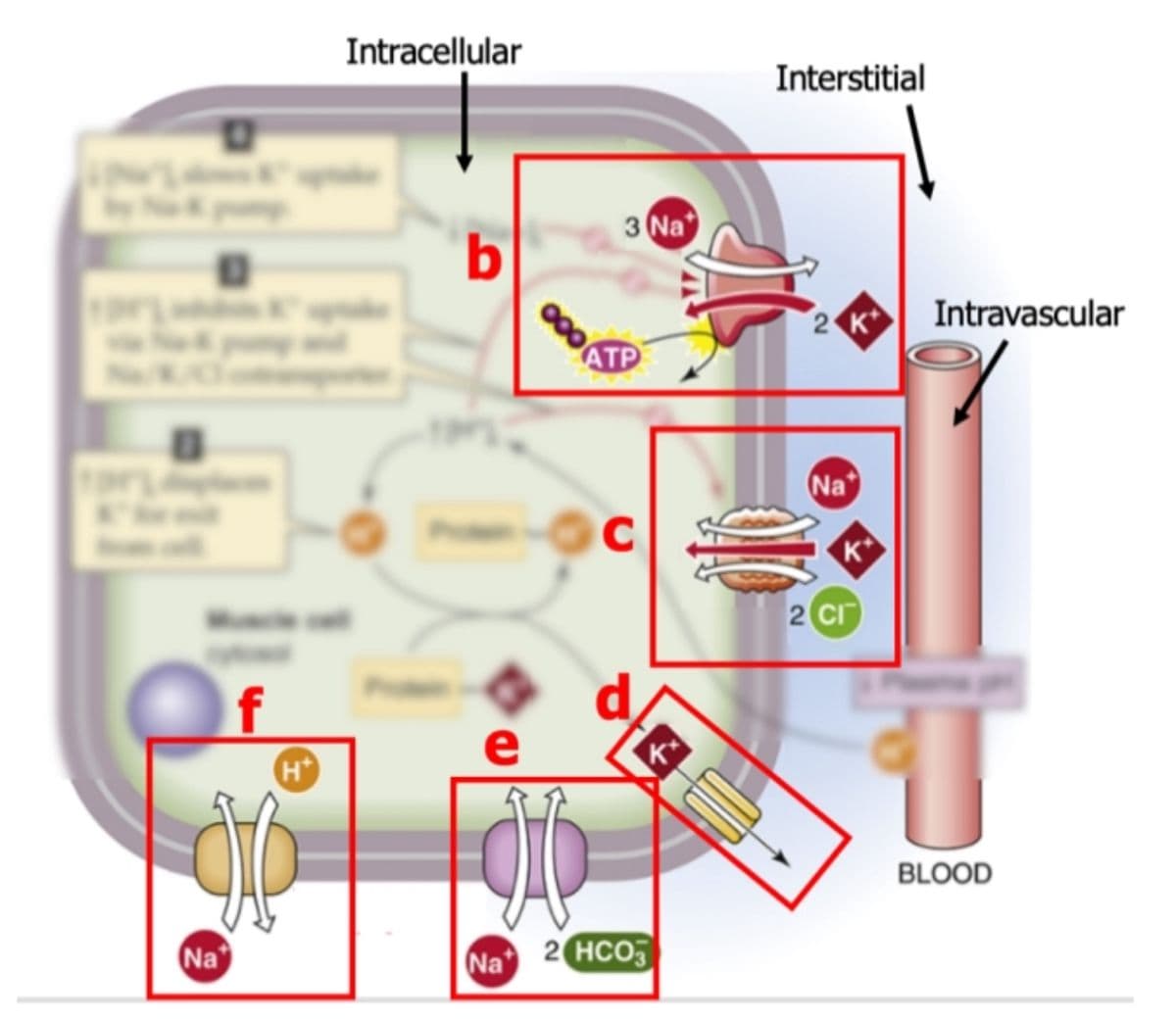 Na
f
Intracellular
b
000
3 Na
Interstitial
ATP
2 K
C
Na
2 CI
Κα
H*
e
K+
Na
2 HCO3
Intravascular
BLOOD