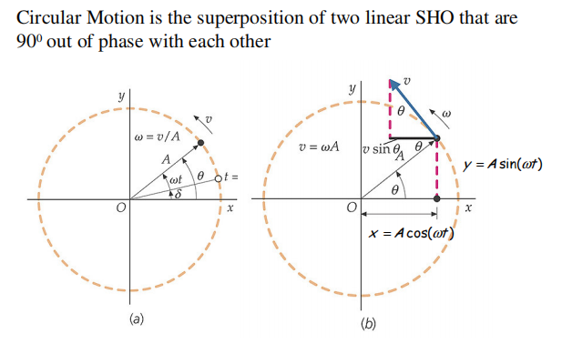 Circular Motion is the superposition of two linear SHO that are
90° out of phase with each other
|w = v/A
v = wA
v sin ea
A
y = A sin(@t)
wt
0 ot =
x = A cos(ot)
(b)
