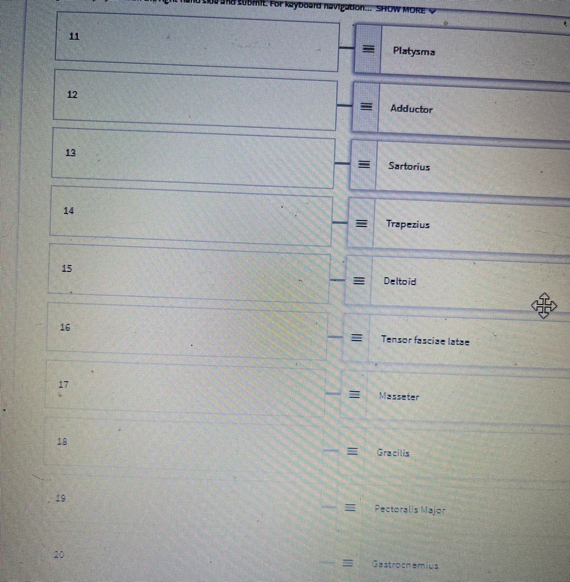 11
20
12
9
14
hand side and submit For keyboard navigation... SHOW MORE
=
=
-
11
Platysma
Adductor
Sartorius
Trapezius
Deltoid
Tensor fasciae latae
Masseter
Gracilis
Pectoralis Majer
Gastrocnemils
XxxXx