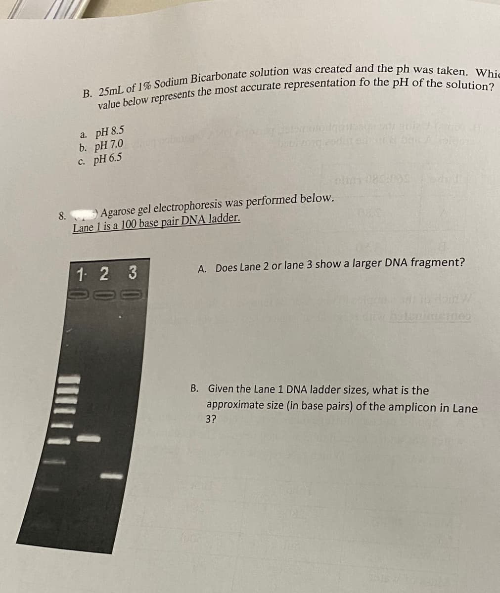 B. 25mL of 1% Sodium Bicarbonate solution was created and the ph was taken. Whic
value below represents the most accurate representation fo the pH of the solution?
a.
pH 8.5
b. pH 7.0
c. pH 6.5
8.
Agarose gel electrophoresis was performed below.
Lane 1 is a 100 base pair DNA ladder.
1 2 3
Divong 20dut arinat & bak
A. Does Lane 2 or lane 3 show a larger DNA fragment?
B. Given the Lane 1 DNA ladder sizes, what is the
approximate size (in base pairs) of the amplicon in Lane
3?