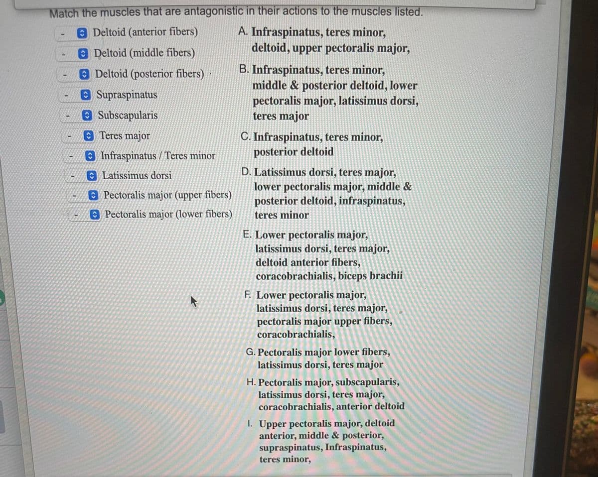 ### Antagonistic Muscle Actions

**Instructions**: Match the muscles that are antagonistic in their actions to the muscles listed.

**Muscles List:**
1. Deltoid (anterior fibers)
2. Deltoid (middle fibers)
3. Deltoid (posterior fibers)
4. Supraspinatus
5. Subscapularis
6. Teres major
7. Infraspinatus / Teres minor
8. Latissimus dorsi
9. Pectoralis major (upper fibers)
10. Pectoralis major (lower fibers)

**Antagonistic Muscles List:**
- **A.** Infraspinatus, teres minor, deltoid, upper pectoralis major
- **B.** Infraspinatus, teres minor, middle & posterior deltoid, lower pectoralis major, latissimus dorsi, teres major
- **C.** Infraspinatus, teres minor, posterior deltoid
- **D.** Latissimus dorsi, teres major, lower pectoralis major, middle & posterior deltoid, infraspinatus, teres minor
- **E.** Lower pectoralis major, latissimus dorsi, teres major, deltoid anterior fibers, coracobrachialis, biceps brachii
- **F.** Lower pectoralis major, latissimus dorsi, teres major, pectoralis major upper fibers, coracobrachialis
- **G.** Pectoralis major lower fibers, latissimus dorsi, teres major
- **H.** Pectoralis major, subscapularis, latissimus dorsi, teres major, coracobrachialis, anterior deltoid
- **I.** Upper pectoralis major, deltoid anterior, middle & posterior, supraspinatus, Infraspinatus, teres minor

**Explanation of Graphs/Diagrams:**

This list does not include graphs or diagrams. However, if you were to create diagrams, they could be illustrations of:
- The anatomical locations of the muscles listed.
- The movements that each muscle facilitates.
- How these muscles work antagonistically (i.e., one muscle contracts while the other relaxes).

Such diagrams would ideally use color coding to differentiate muscles and arrows to indicate the