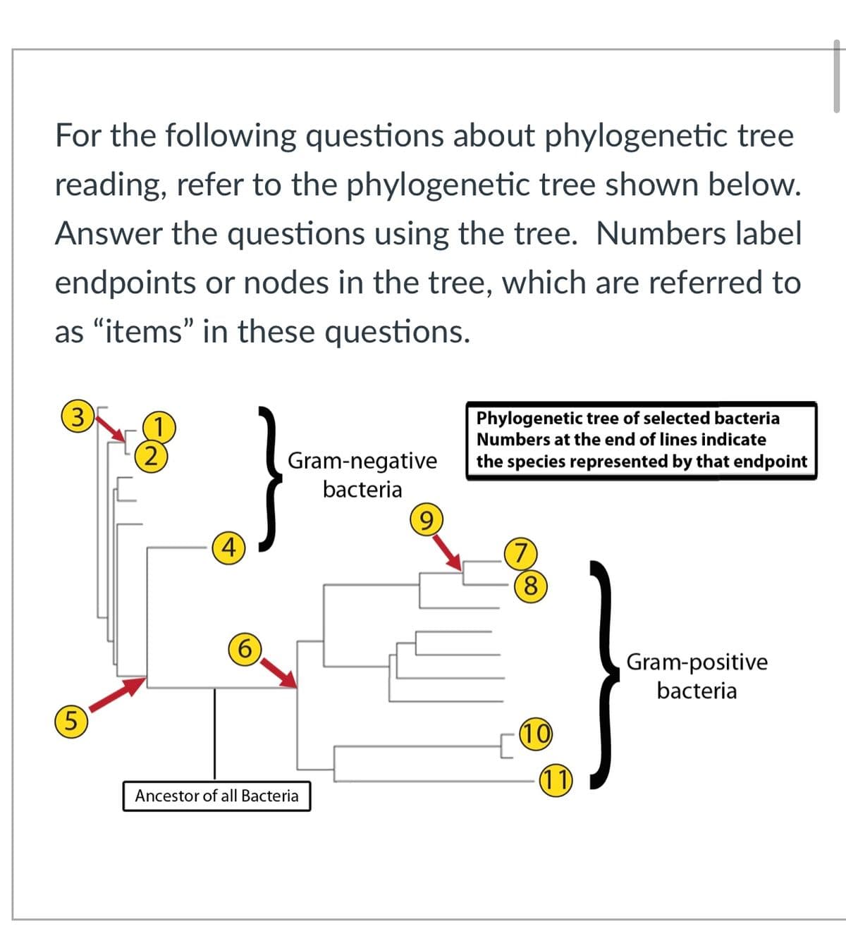 For the following questions about phylogenetic tree
reading, refer to the phylogenetic tree shown below.
Answer the questions using the tree. Numbers label
endpoints or nodes in the tree, which are referred to
as "items" in these questions.
(3)
(1
(2)
Phylogenetic tree of selected bacteria
Numbers at the end of lines indicate
Gram-negative
the species represented by that endpoint
bacteria
(4)
8)
Gram-positive
bacteria
(5
10
Ancestor of all Bacteria
