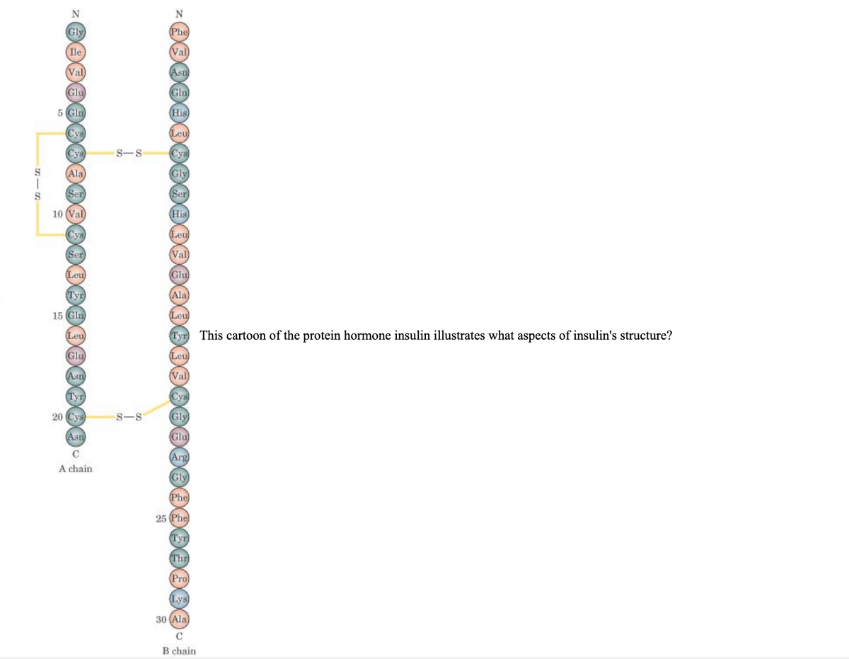 N
Gly
(Phe
Ile
(Val
Val
(Asn
Glu
Gln
5 Gln
(His
Суз
(Leu
Сув
S-S
Сув
(Ala
Gly
Ser
(Ser
10 (Val
(His
Сув
(Leu
(Ser
(Val
(Leu
Glu
(Туг
(Ala
15 Gln
(Leu
(Leu
Tyr This cartoon of the protein hormone insulin illustrates what aspects of insulin's structure?
Glu
(Leu
Asn
Val
Tyr
Сув
20 Cya
S-S
Gly
Asn
Glu
Arg
A chain
Gly
Phe
25 (Phe)
Туг
Thr
(Pro
Lys
30 (Ala
B chain
