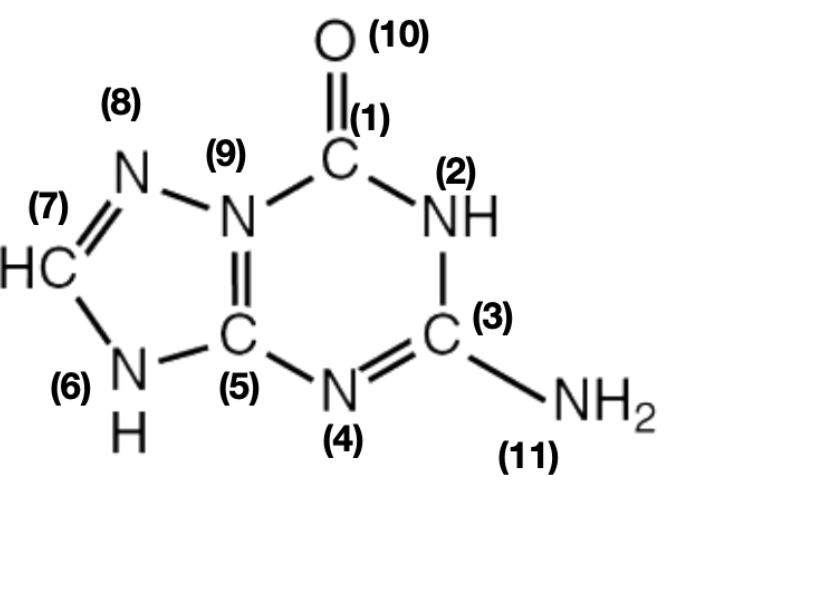 O (10)
(8)
(9)
N.
(7)
N.
(2)
'NH
HC
C (3)
C.
'N'
(4)
(6)
(5)
NH2
H
(11)
@ Z=U
ZI
