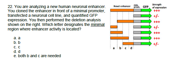 Strength
22. You are analyzing a new human neuronal enhancer.
You cloned the enhancer in front of a minimal promoter,
transfected a neuronal cell line, and quantified GFP
expression. You then performed the deletion analysis
shown on the right. Which letter designates the minimal
region where enhancer activity is located?
min.
Novel enhancer
prom. GFP
of expression
+++
+/-
+++
+/-
+++
a. a
b. b
C. C
+++
+/-
d. d
e. both b and c are needed
