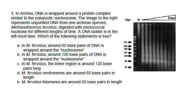 3. In Archea, DNA is wrapped around a protein complex
similar to the eukaryotic nucleosome. The image to the right
represents unpurified DNA from one archean species,
Methanothermus fervidus, digested with micrococcal
nuclease for different lengths of time. A DNA ladder is in the
left-most lane. Which of the following statements is true?
Time
(bp)
331
a. In M. fervidus, around 60 base pairs of DNA is
wrapped around the "nucleosome"
b. In M. fervidus, around 120 base pairs of DNA is
wrapped around the "nucleosome"
c. In M. fervidus, the linker region is around 120 base
pairs long
d. M. fervidus centromeres are around 60 base pairs in
length
e. M. fervidus telomeres are around 60 base pairs in length
242
190
147
110
60
30
