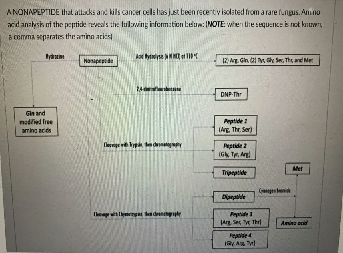 A NONAPEPTIDE that attacks and kills cancer cells has just been recently isolated from a rare fungus. Amino
acid analysis of the peptide reveals the following information below: (NOTE: when the sequence is not known,
a comma separates the amino acids)
Hydrazine
Acid Hydrolysis (6 N HCI) at 110°C
Nonapeptide
(2) Arg, Gln, (2) Tyr, Gly, Ser, Thr, and Met
2,4-dinitrofluorobenzene
DNP-Thr
Gin and
Peptide 1
(Arg, Thr, Ser)
modified free
amino acids
Cleavage with Trypsin, then chrometography
Peptide 2
(Gly, Tyr, Arg)
Met
Tripeptide
(yanogen bromide
Dipeptide
Peptide 3
(Arg, Ser, Tyr, Thr)
Cleavage with Chymotrypsin, then chromatography
Amino acid
Peptide 4
(Gly, Arg, Tyr)
