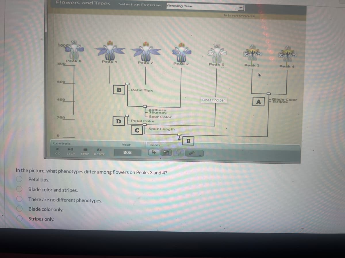 Flowers and Trees Select an Exercise:
2 0 0 0 0
1000
800
600
400
200
Controls
GO
SM2
Peak G
STEP STOP
Peak 1
D
RESET
B
D
-Petal Tips
Year
Peak 7
808
Pelal Color
C
Anthers
Sligmas
Spur Color
Growing Tree
lools
R
-Spur length
1111
In the picture, what phenotypes differ among flowers on Peaks 3 and 4?
Petal tips.
Blade color and stripes.
There are no different phenotypes.
Blade color only.
Stripes only.
Peak 2
E
lab notebook
Peak 5
Close find bar
COM
Peak 3
A
MM
Peak 4
Blade Color
Stripes