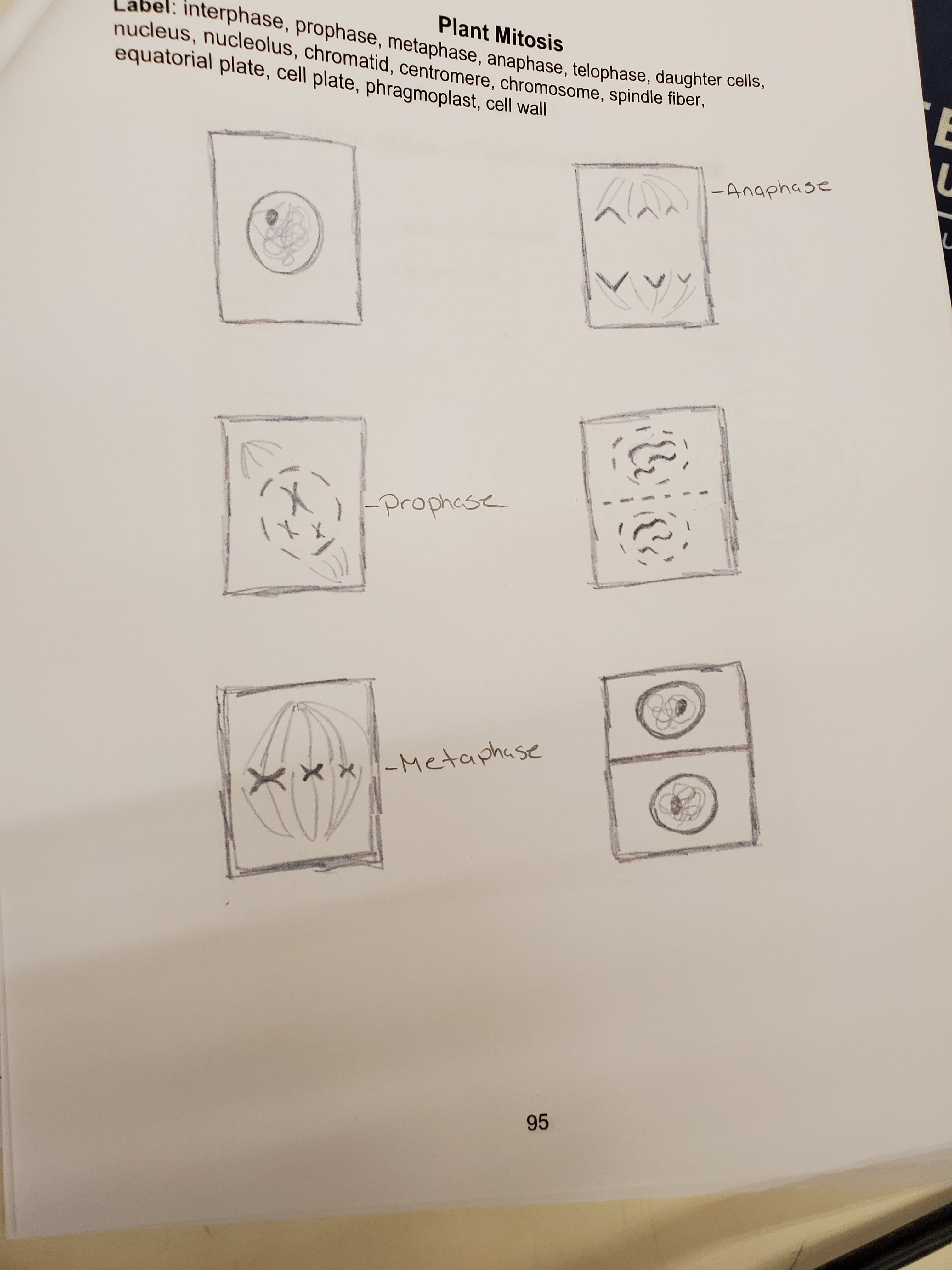 Plant Mitosis
interphase, prophase, metaphase, anaphase, telophase, daughter els
La
nucleus, nucleolus, chromatid, centromere, chromosome, spindle fiber,
equatorial plate, cell plate, phragmoplast, cell wall
E
-Anaphase
-Prophese
-Metaphase
X
95
s
Hu
>
X
