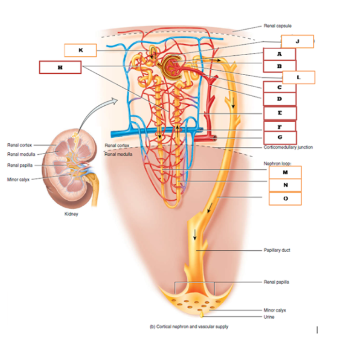 Ronal cortex
Ronal modulla
Renal papilla
Minor calyx
H
K
Kidney
Ronal cortex
Ronal modulla
(b) Cortical nephron and vascular supply
Renal capsule
B
UA
D
E
G
Corticomedullary junction
Nephron loop
M
N
0
Papillary duct
Ronal papilla
Minor calyx
Urine