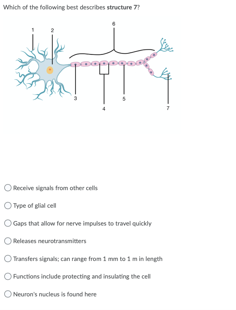 Which of the following best describes structure 7?
6
1
2
4.
7
Receive signals from other cells
Type of glial cell
Gaps that allow for nerve impulses to travel quickly
Releases neurotransmitters
Transfers signals; can range from 1 mm to 1 m in length
Functions include protecting and insulating the cell
Neuron's nucleus is found here
