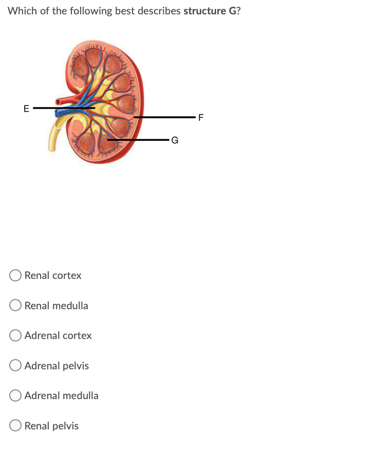 Which of the following best describes structure G?
E
F
G
Renal cortex
Renal medulla
OAdrenal cortex
Adrenal pelvis
Adrenal medulla
Renal pelvis
