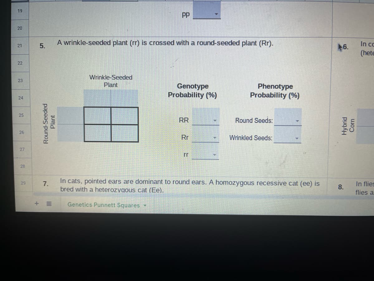 19
20
21
22
23
24
25
26
27
28
29
5.
Round-Seeded
Plant
7.
+ E
PP
A wrinkle-seeded plant (rr) is crossed with a round-seeded plant (Rr).
Wrinkle-Seeded
Plant
Genotype
Probability (%)
RR
Rr
rr
Phenotype
Probability (%)
Round Seeds:
Wrinkled Seeds:
In cats, pointed ears are dominant to round ears. A homozygous recessive cat (ee) is
bred with a heterozygous cat (Ee).
Genetics Punnett Squares
46.
Hybrid
Corn
8.
In cc
(hete
In flies
flies a