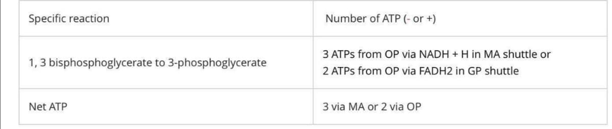 Specific reaction
Number of ATP (- or +)
3 ATPS from OP via NADH + H in MA shuttle or
1,3 bisphosphoglycerate to 3-phosphoglycerate
2 ATPS from OP via FADH2 in GP shuttle
Net ATP
3 via MA or 2 via OP
