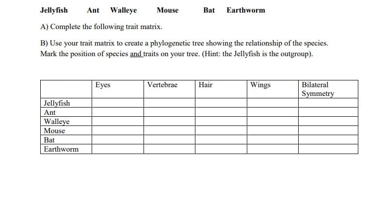 Jellyfish
Ant Walleye
Mouse
Bat Earthworm
A) Complete the following trait matrix.
B) Use your trait matrix to create a phylogenetic tree showing the relationship of the species.
Mark the position of species and traits on your tree. (Hint: the Jellyfish is the outgroup).
Eyes
Vertebrae
Hair
Wings
Bilateral
Symmetry
Jellyfish
Ant
Walleye
Mouse
Bat
Earthworm
