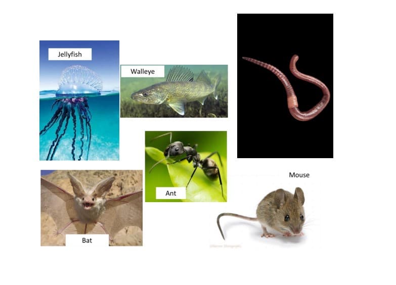 Jellyfish
Walleye
Mouse
Ant
Bat
