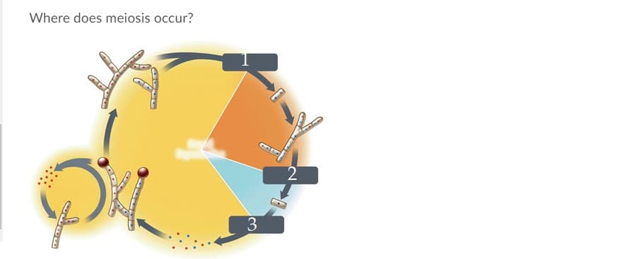 Where does meiosis occur?
2
