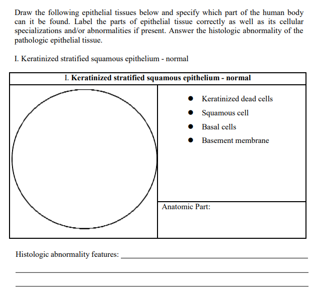 Draw the following epithelial tissues below and specify which part of the human body
can it be found. Label the parts of epithelial tissue correctly as well as its cellular
specializations and/or abnormalities if present. Answer the histologic abnormality of the
pathologic epithelial tissue.
I. Keratinized stratified squamous epithelium - normal
I. Keratinized stratified squamous epithelium - normal
Histologic abnormality features:
• Keratinized dead cells
•
Squamous cell
Basal cells
● Basement membrane
Anatomic Part: