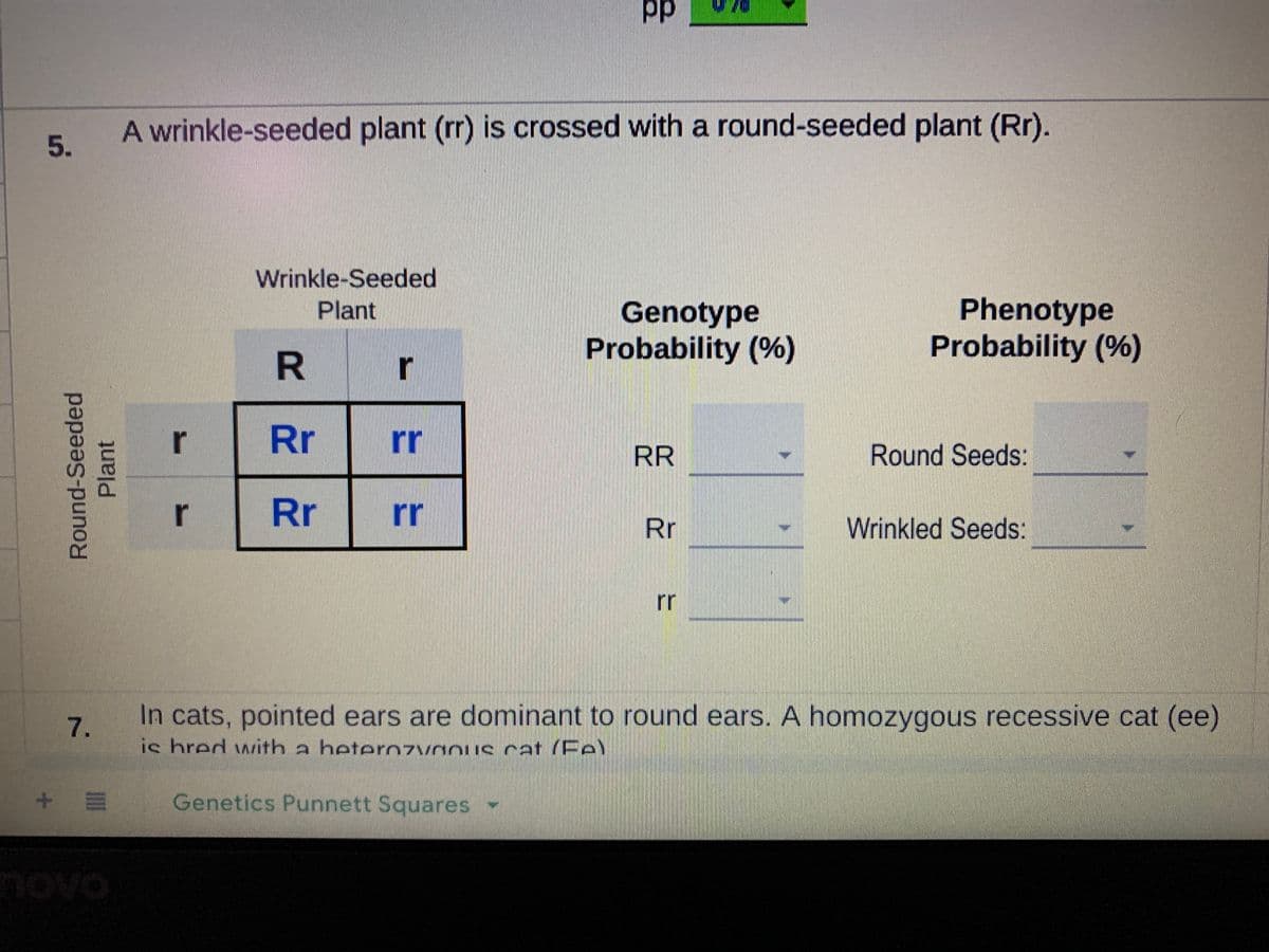 pp
A wrinkle-seeded plant (rr) is crossed with a round-seeded plant (Rr).
5.
Wrinkle-Seeded
Phenotype
Probability (%)
Plant
Genotype
Probability (%)
r
r
Rr
rr
RR
Round Seeds:
r
Rr
rr
Rr
Wrinkled Seeds:
rr
In cats, pointed ears are dominant to round ears. A homozygous recessive cat (ee)
ic hred with a heterozvaous cat (Fe)
Genetics Punnett Squares
novo
Round-Seeded
Plant
7.
