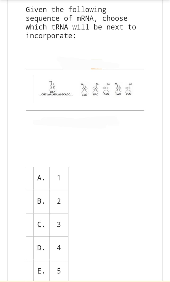 Given the following
sequence of mRNA, choose
which tRNA will be next to
incorporate:
JAC
.....CGCUAÄUGGUAUGCAGC....
A. 1
B.
C.
D.
E.
2
3
5
AUG UAG UCG