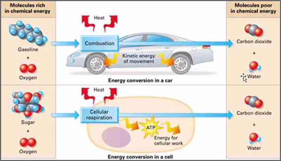 Molecules rich
in chemical energy
Molecules poor
in chemical energy
Heat
Combustion
Carbon dioxide
Gasoline
Kinetic energy
of movement
Oxygen
Energy conversion in a car
*Water
Heat
Carbon dioxide
Cellular
respiration
Sugar
ATP
Energy for
cellular work
Water
Oxygen
Energy conversion in a cell
