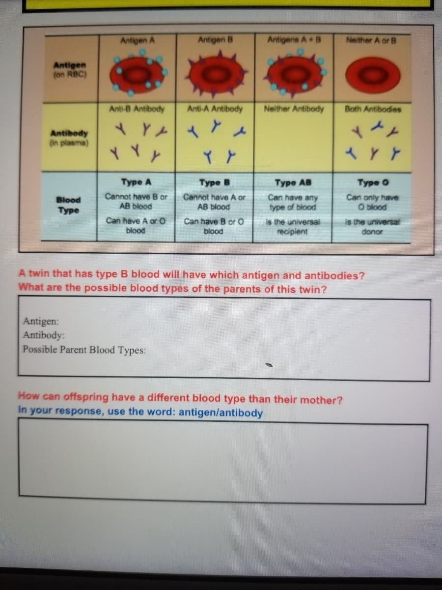 Antigen A
Antigen B
Antigens A B
Neither A or B
Antigen
(on RBC)
Anti-B Antibody
Anti-A Antibody
Neither Antibody
Both Antibodies
Antibody
(in plasma)
*と
Туре A
Туре
Туре АВ
Туре О
Cannot have B or
AB blood
Cannot have A or
AB blood
Can have any
Can only have
O blood
Blood
Туре
type of blood
Can have A or O
blood
Can have B or 0
blood
is the universal
recipient
donor
A twin that has type B blood will have which antigen and antibodies?
What are the possible blood types of the parents of this twin?
Antigen:
Antibody:
Possible Parent Blood Types:
How can offspring have a different blood type than their mother?
In your response, use the word: antigen/antibody
